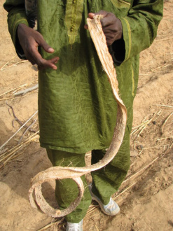 02 Ecorce De Baobab Prelevee